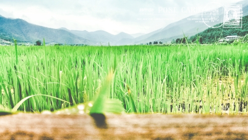 1533009029423862q34p.jpg 5.jpg