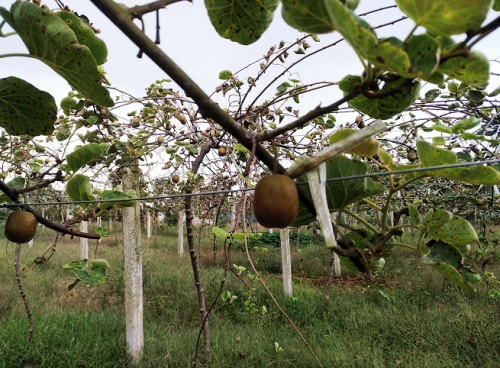 1540884186505765Um3J.png 国林.png